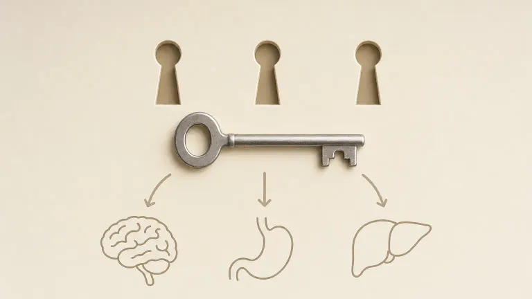 One key fitting three keyholes, with arrows to simple outlines of a brain, stomach and liver
