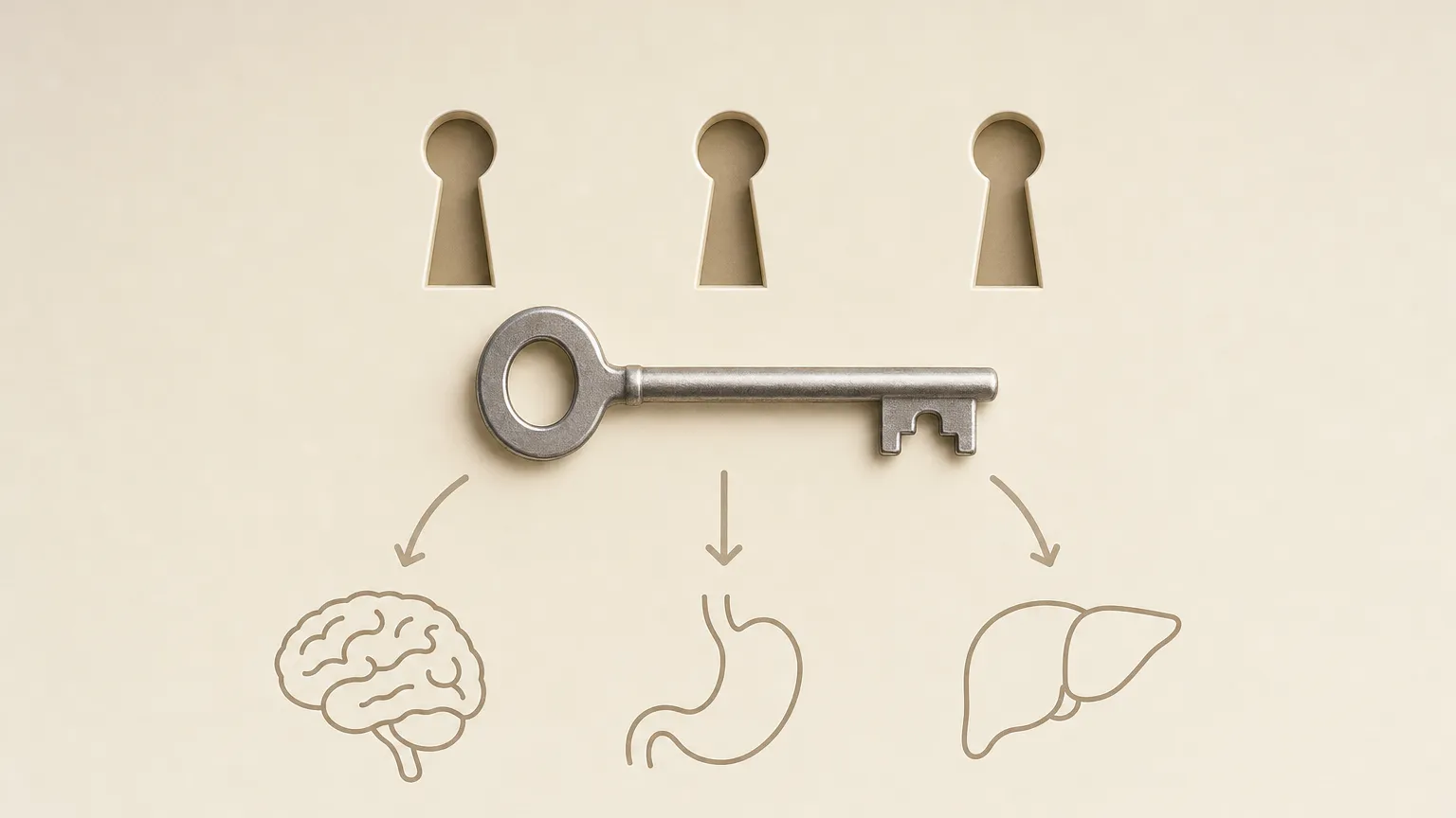 One key fitting three keyholes, with arrows to simple outlines of a brain, stomach and liver